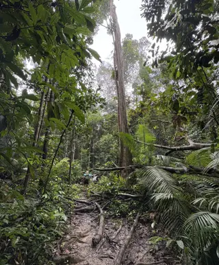 Erlebe den Taman-Negara-Nationalpark
